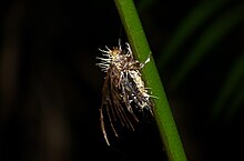 Tendrils protrude through the corpse of a dead insect host still clinging to a plant.