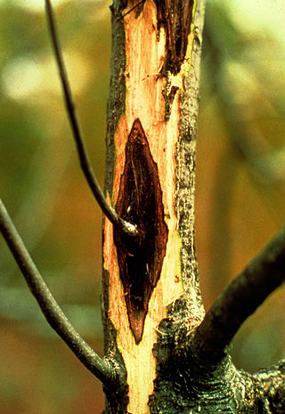 <span class="mw-page-title-main">Canker</span> Common name for a tree disease