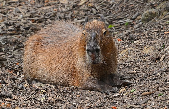 Capybara