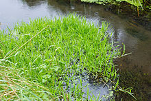 Catabrosa aquatica, flooding in a ditch in Germany CatabrosaAquatica1.jpg