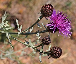 Centaurea panormitana