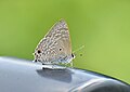 * Kandidimi: Close wing posture Moisture sucking of Anthene lycaenina (R. Felder, 1868) - Pointed Ciliate Blue --Sandipoutsider 10:17, 16 September 2024 (UTC) * * Kërkohet vlerësim