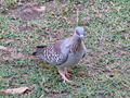 Guineataube Speckled Pigeon