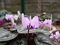 Cyclamen elegans