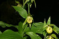 Cypripedium henryi