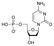 Désoxycytidine monophosphate