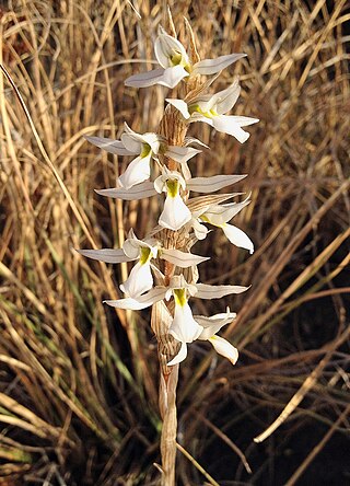 <i>Deiregyne</i> Genus of orchids