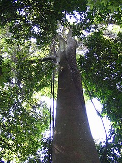 <i>Dyera</i> Genus of flowering plants