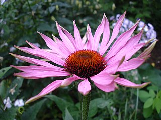 <i>Echinacea</i> Genus of flowering plants in the daisy family Asteraceae