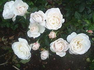 <i>Rosa</i> English Miss Pale pink floribunda rose cultivar