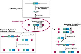 <span class="mw-page-title-main">Gene redundancy</span>