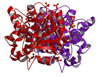 <span class="mw-page-title-main">Glycerol-3-phosphate dehydrogenase</span> Class of enzymes