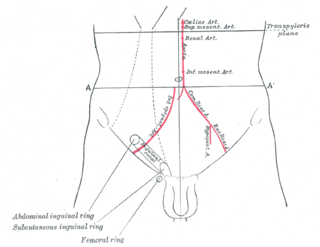 <span class="mw-page-title-main">Inguinal canal</span> Human abdominal anatomy