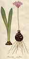 Haemanthus amarylloides