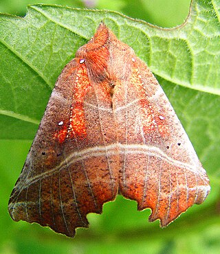 <span class="mw-page-title-main">Scoliopteryginae</span> Subfamily of moths