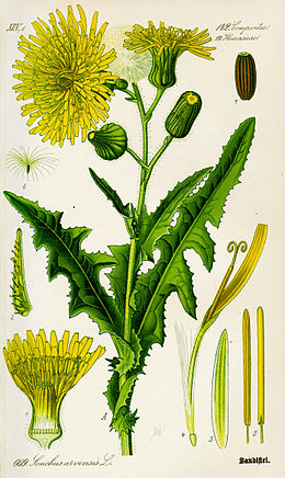 Dirvinė pienė (Sonchus arvensis)