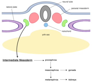 <span class="mw-page-title-main">Intermediate mesoderm</span> Layer of cells in mammalian embryos