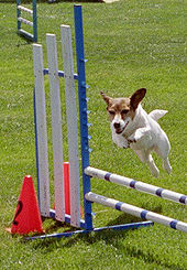 Trump, 2002 USDAA National/World Agility Champion - 12" division JackRussellJump wb.jpg