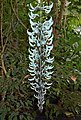 Jade Vine