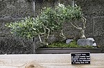 Thumbnail for File:Japanese Garden Yaupon Holly Bonsai NBG LR.jpg