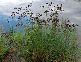 <i>Juncus articulatus</i> Species of grass