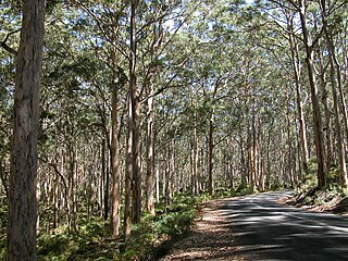 <span class="mw-page-title-main">Warren bioregion</span> Biogeographic region in southern Western Australia