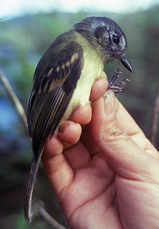 <span class="mw-page-title-main">Slaty-capped flycatcher</span> Species of bird