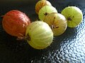 Gooseberries in Lithuania