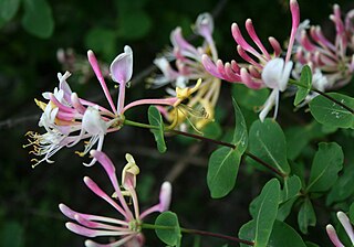 <i>Lonicera etrusca</i> Species of honeysuckle