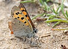 Lycaena phlaeas (Kleiner Feuerfalter) [D]