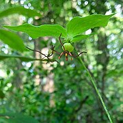 M. virginiana