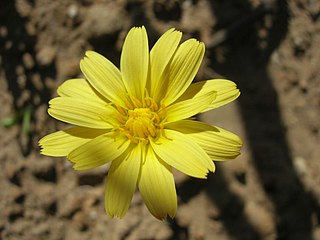 <i>Microseris</i> Genus of flowering plants in the family Asteraceae