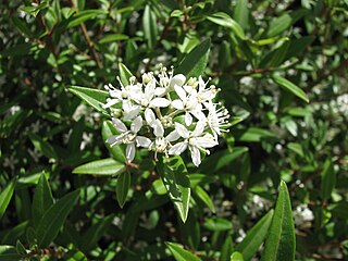 <i>Nematolepis</i> Genus of shrubs