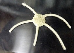 Ophiomusium lymani (Ophiosphalmidae)