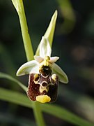   Ophrys annae