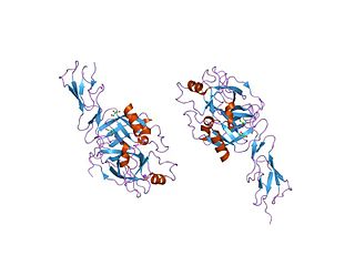 <span class="mw-page-title-main">MASP2 (protein)</span> Protein-coding gene in the species Homo sapiens