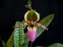 Paphiopedilum liemianum Paphiopedilum liemianum.jpg