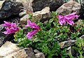 Penstemon davidsonii