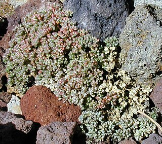 <i>Polycarpon tetraphyllum</i> Species of flowering plant