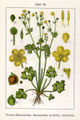 Ranunculus sardous (as syn. Ranunculus hybridus philonotis) vol. 5 - plate 53 in: Jacob Sturm: Deutschlands Flora in Abbildungen (1796)