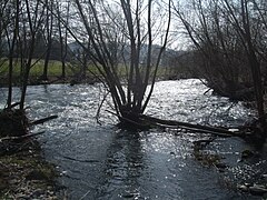 Renaturierung der Wiese bei Maulburg (4)