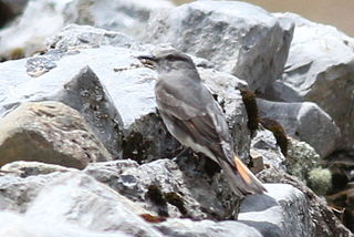 <span class="mw-page-title-main">Rufous-webbed bush tyrant</span> Species of bird