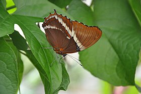 S. epaphus em repouso, vista inferior.