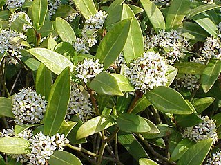 <span class="mw-page-title-main">Rutaceae</span> Family of flowering plants in the order Sapindales