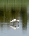 Image 60Snowy egret