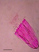 February 10: microscopic marine animal Spinoloricus nov. sp.