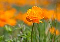 Trollius asiaticus 03.jpg