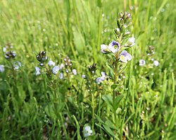 駐車場脇の芝生に生えていたもの。（秋田県）