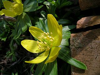 <i>Eranthis hyemalis</i> Species of flowering plant in the family Ranunculaceae