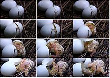 Hatching of a Common Wood Pigeon WoodPigeonHatching.jpg